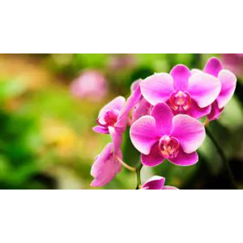 Pink Orchids 